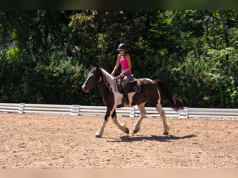 Trekpaard Mix Ruin 6 Jaar Gevlekt-paard in Clover