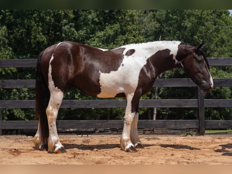 Trekpaard Mix Ruin 6 Jaar Gevlekt-paard in Clover