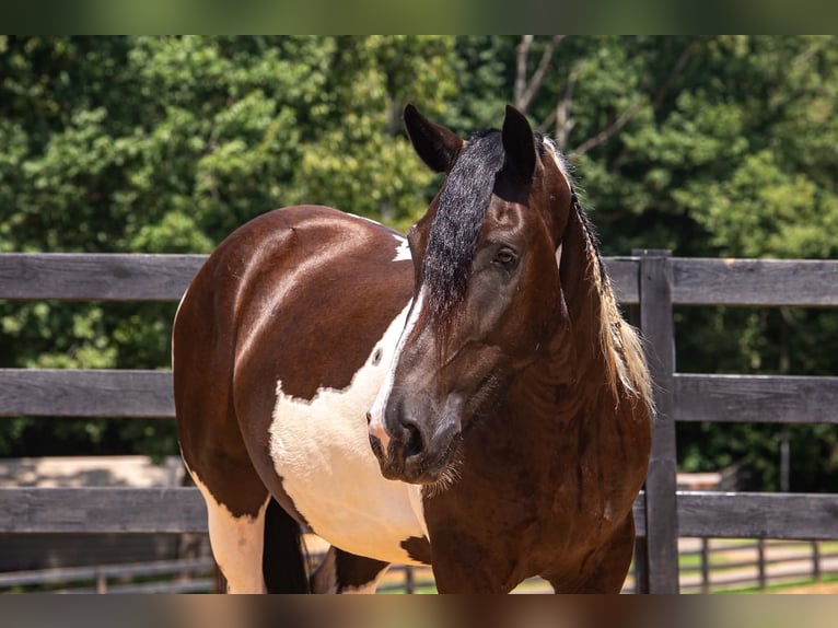 Trekpaard Mix Ruin 6 Jaar Gevlekt-paard in Clover