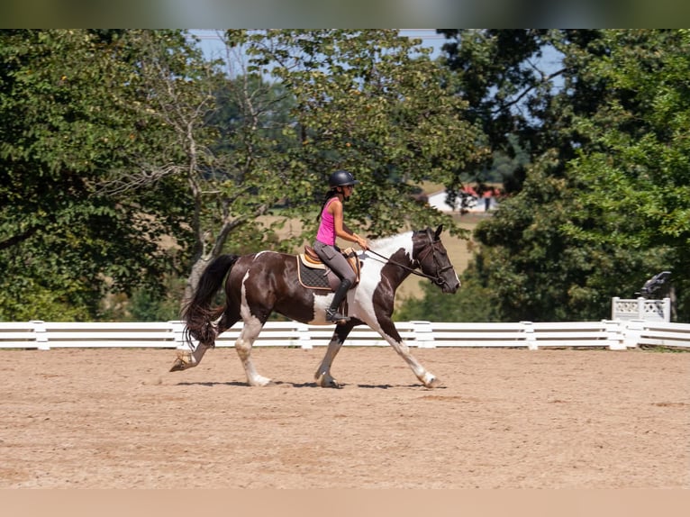 Trekpaard Mix Ruin 6 Jaar Gevlekt-paard in Clover