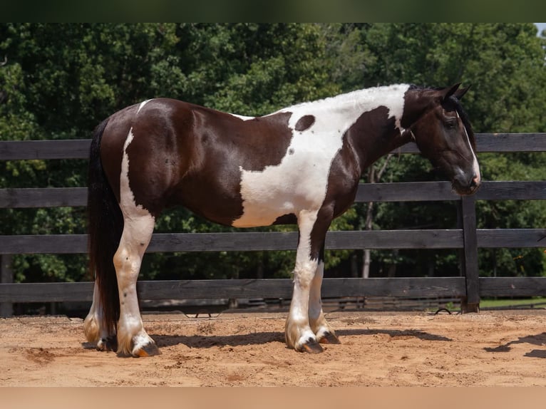 Trekpaard Mix Ruin 6 Jaar Gevlekt-paard in Clover