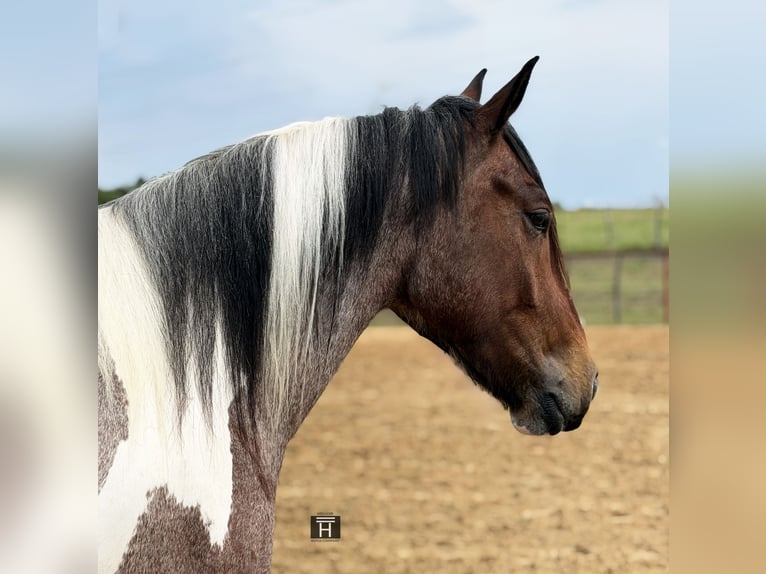 Trekpaard Mix Ruin 6 Jaar Gevlekt-paard in Weatherford