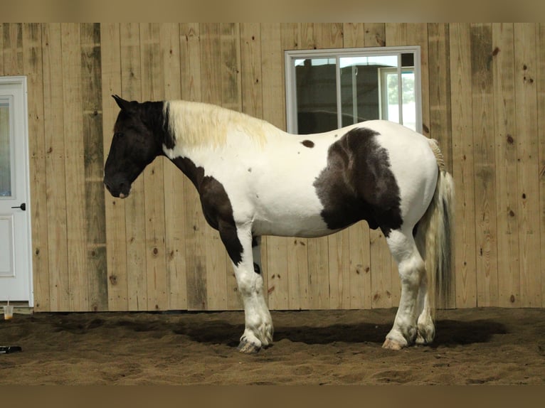 Trekpaard Mix Ruin 6 Jaar Gevlekt-paard in Millersburg
