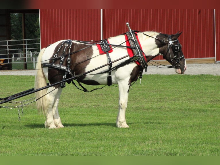 Trekpaard Mix Ruin 6 Jaar Gevlekt-paard in Millersburg