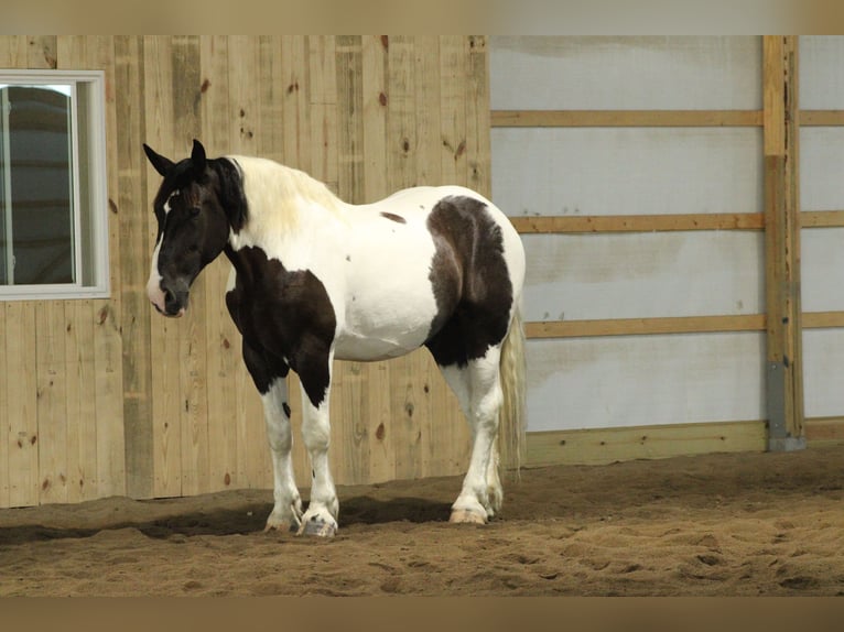 Trekpaard Mix Ruin 6 Jaar Gevlekt-paard in Millersburg