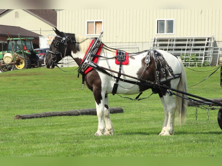Trekpaard Mix Ruin 6 Jaar Gevlekt-paard in Millersburg