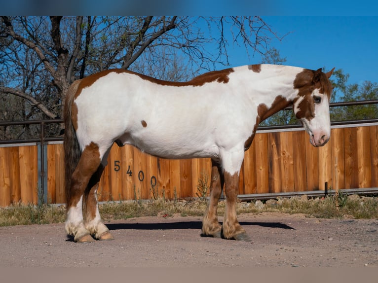 Trekpaard Mix Ruin 6 Jaar Gevlekt-paard in Sedgwick