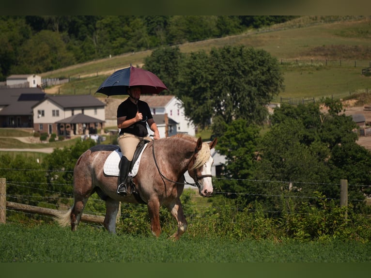 Trekpaard Mix Ruin 6 Jaar Roan-Red in Fresno