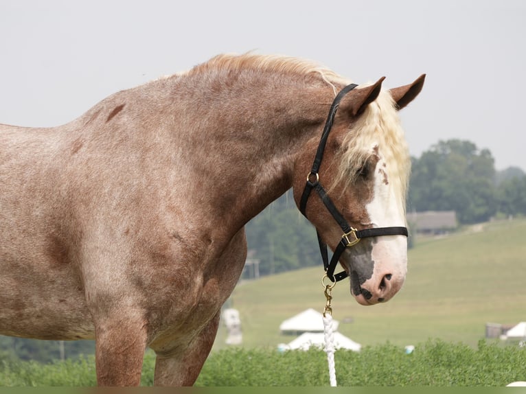 Trekpaard Mix Ruin 6 Jaar Roan-Red in Fresno