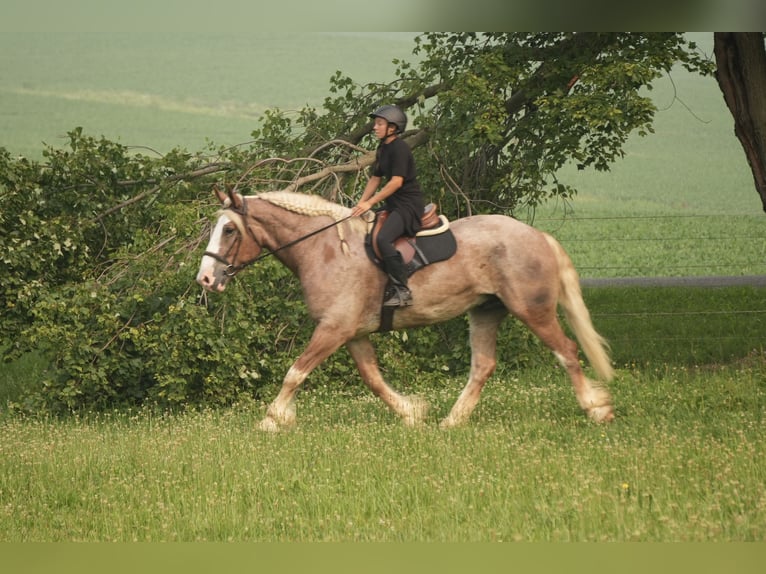 Trekpaard Mix Ruin 6 Jaar Roan-Red in Fresno