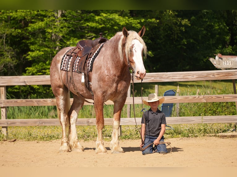Trekpaard Mix Ruin 6 Jaar Roan-Red in Fresno