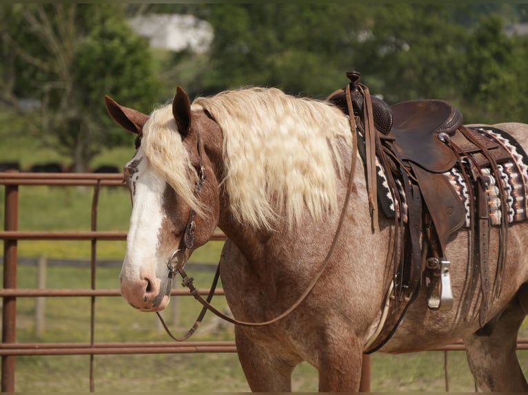 Trekpaard Mix Ruin 6 Jaar Roan-Red in Fresno