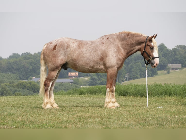 Trekpaard Mix Ruin 6 Jaar Roan-Red in Fresno