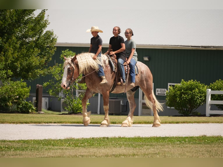 Trekpaard Mix Ruin 6 Jaar Roan-Red in Fresno