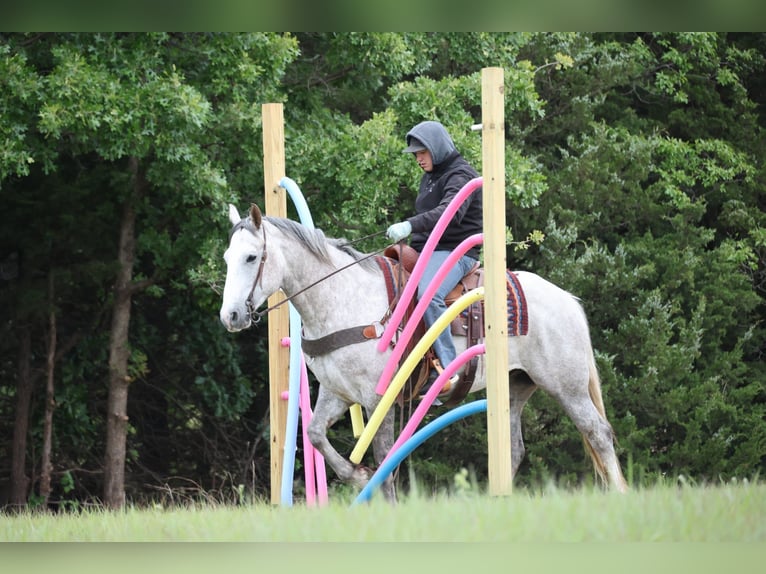 Trekpaard Mix Ruin 6 Jaar Schimmel in Ripley