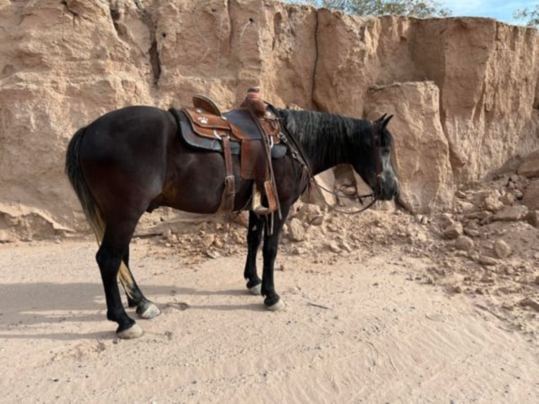 Trekpaard Ruin 7 Jaar 150 cm Schimmel in El Pazo TX