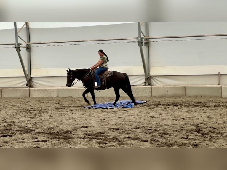 Trekpaard Mix Ruin 7 Jaar 150 cm Zwart in Saint Anthony