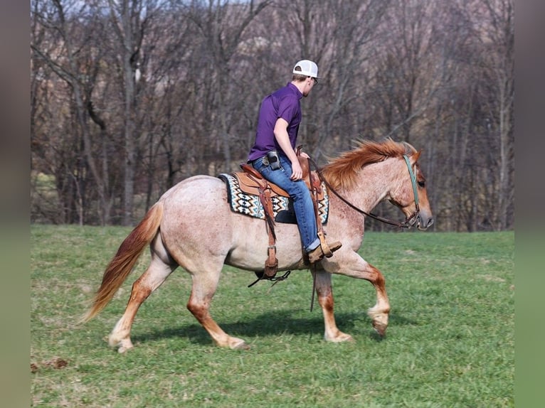 Trekpaard Ruin 7 Jaar 152 cm Roan-Red in Level Green Ky