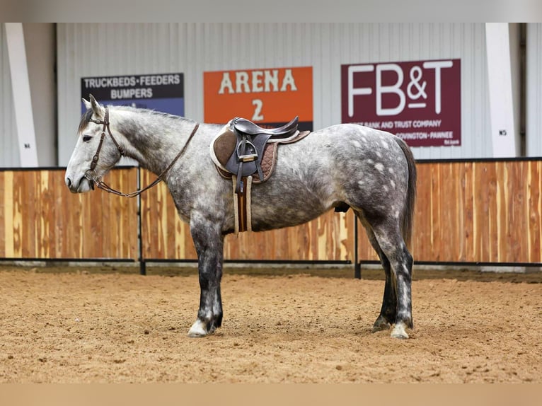 Trekpaard Mix Ruin 7 Jaar 152 cm Schimmel in Ripley