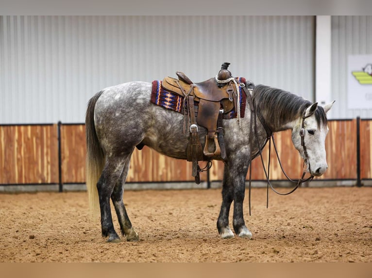 Trekpaard Mix Ruin 7 Jaar 152 cm Schimmel in Ripley