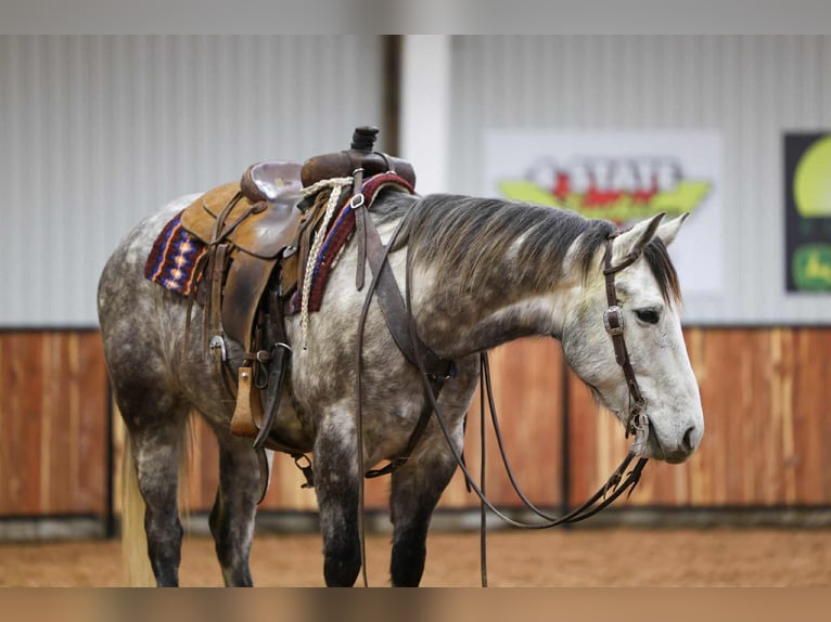 Trekpaard Mix Ruin 7 Jaar 152 cm Schimmel in Ripley