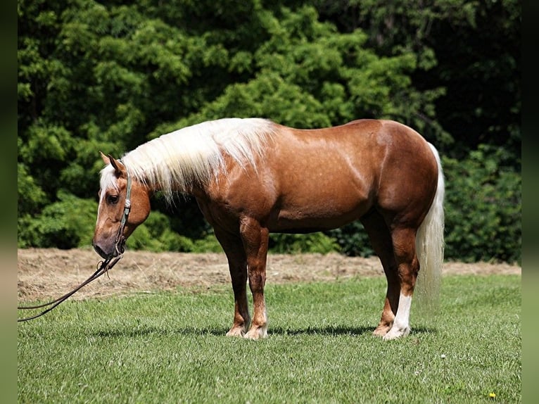 Trekpaard Ruin 7 Jaar 157 cm Palomino in Level Green Ky