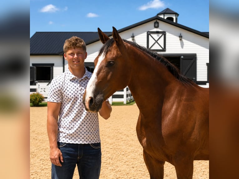 Trekpaard Ruin 7 Jaar 157 cm Roodbruin in Saint Joe