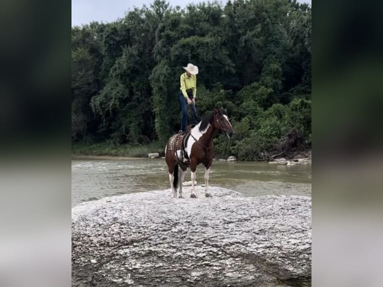 Trekpaard Mix Ruin 7 Jaar 157 cm Roodbruin in Ponder