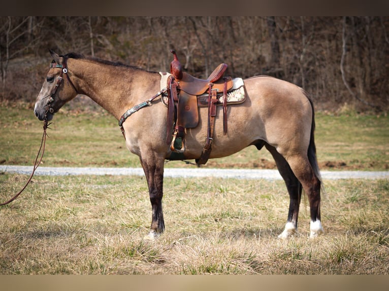 Trekpaard Ruin 7 Jaar 160 cm Grullo in Flemmingsburg, KY