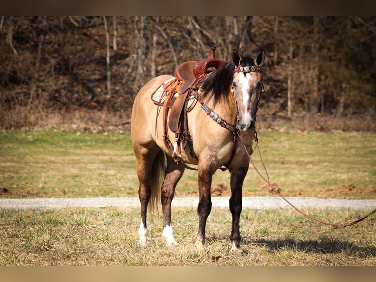 Trekpaard Ruin 7 Jaar 160 cm Grullo in Flemmingsburg, KY