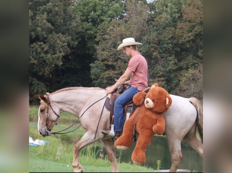 Trekpaard Mix Ruin 7 Jaar 160 cm Roan-Red in Howell