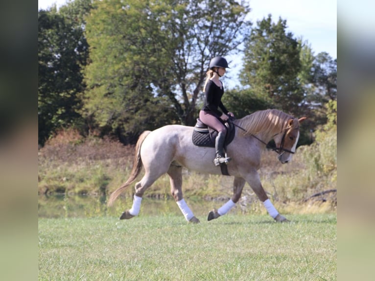 Trekpaard Mix Ruin 7 Jaar 160 cm Roan-Red in Howell