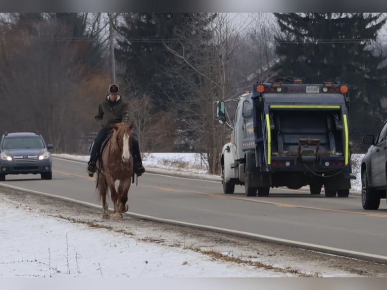 Trekpaard Mix Ruin 7 Jaar 160 cm Roan-Red in Howell