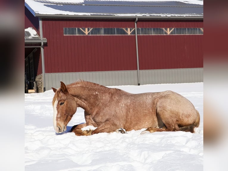 Trekpaard Mix Ruin 7 Jaar 160 cm Roan-Red in Howell