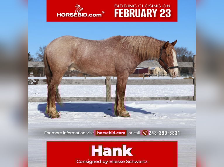 Trekpaard Mix Ruin 7 Jaar 160 cm Roan-Red in Howell