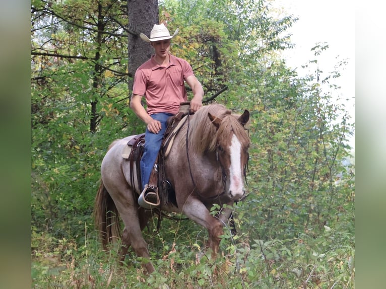 Trekpaard Mix Ruin 7 Jaar 160 cm Roan-Red in Howell