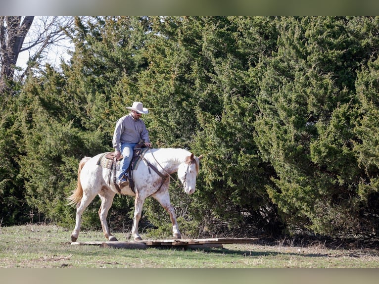 Trekpaard Mix Ruin 7 Jaar 160 cm Roodvos in Ripley