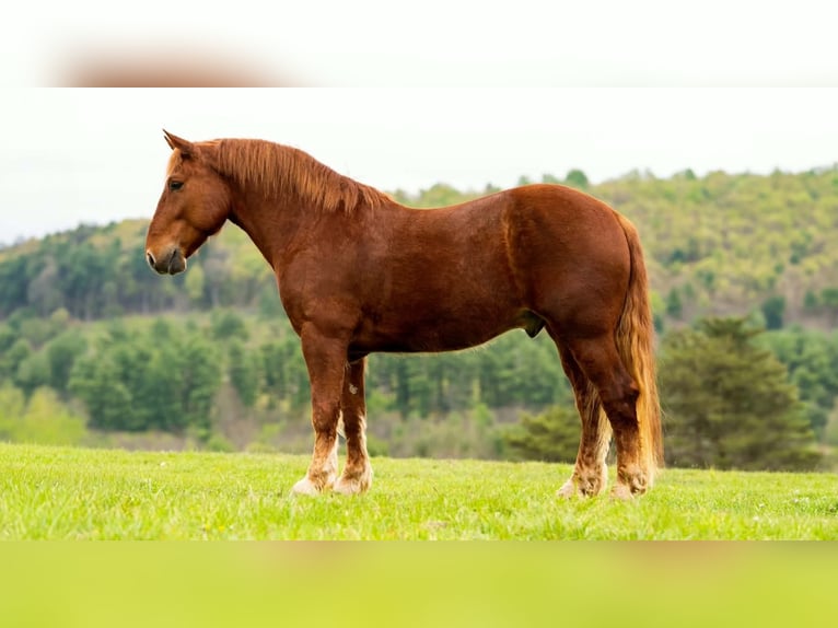 Trekpaard Ruin 7 Jaar 163 cm Donkere-vos in Clearville