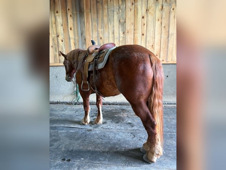 Trekpaard Ruin 7 Jaar 163 cm Donkere-vos in Clearville