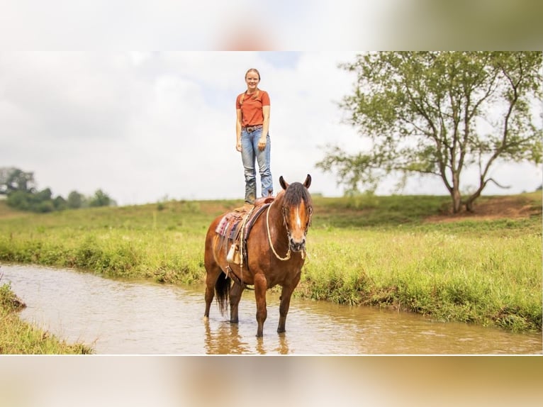 Trekpaard Mix Ruin 7 Jaar 163 cm Roan-Bay in Ponder