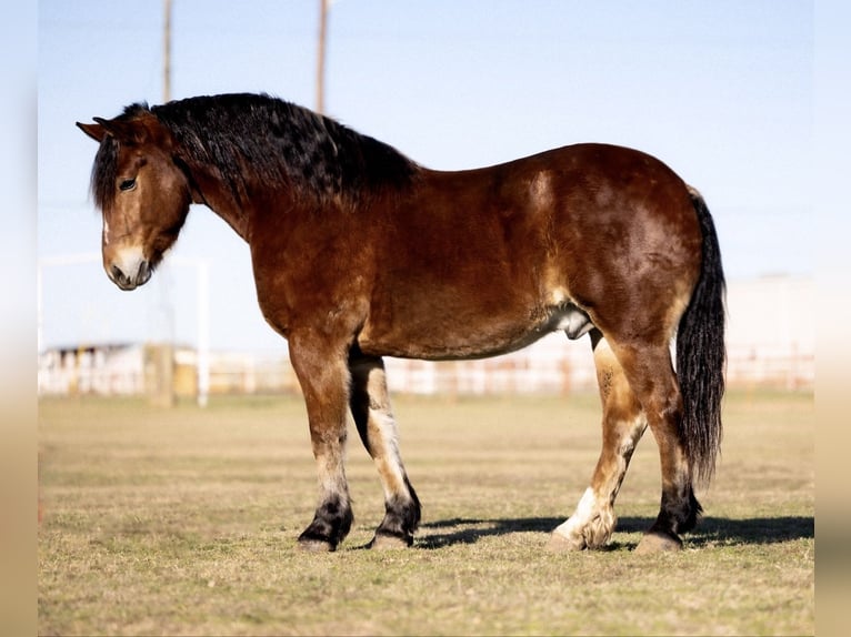 Trekpaard Mix Ruin 7 Jaar 163 cm Roan-Bay in Ponder