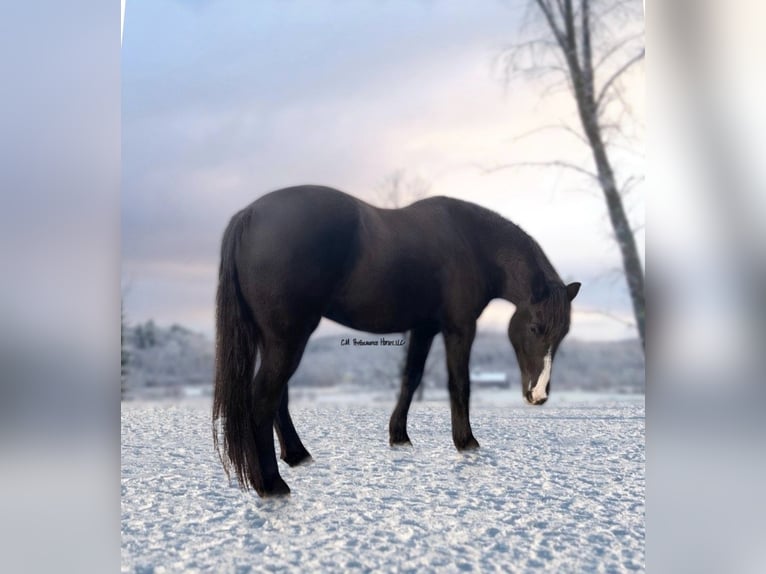 Trekpaard Mix Ruin 7 Jaar 163 cm Zwart in Albion, IL