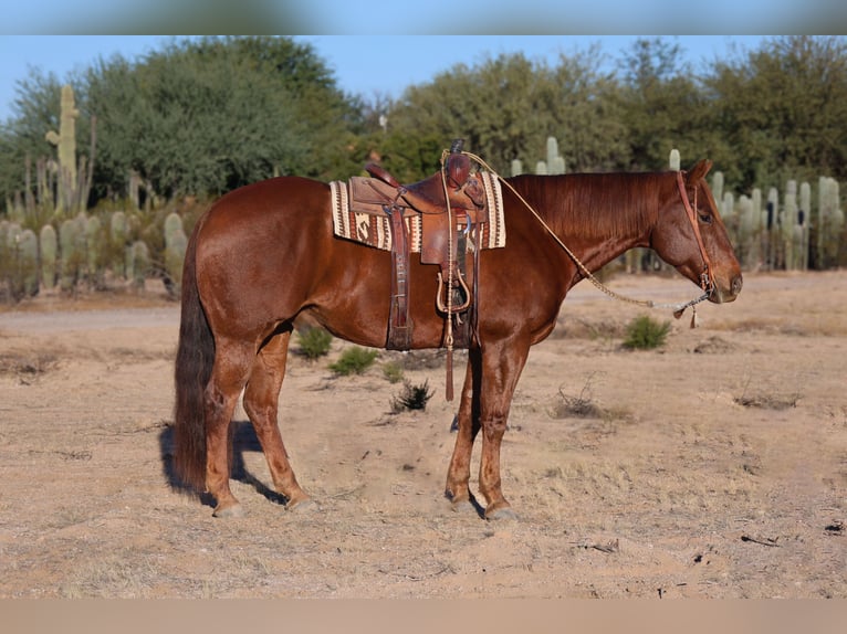 Trekpaard Mix Ruin 7 Jaar 165 cm Donkere-vos in Waterford