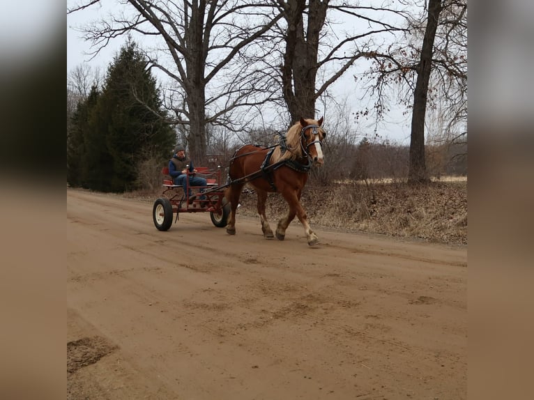Trekpaard Ruin 7 Jaar 165 cm Donkere-vos in Howell