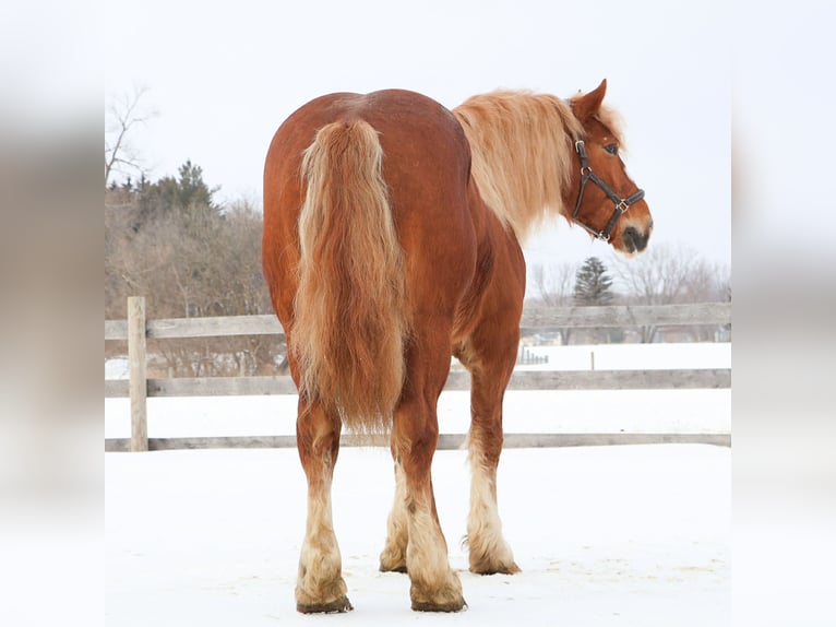 Trekpaard Ruin 7 Jaar 165 cm Donkere-vos in Howell