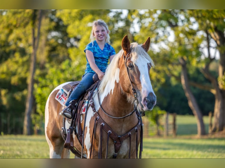 Trekpaard Ruin 7 Jaar 165 cm Tobiano-alle-kleuren in Ewing Ky