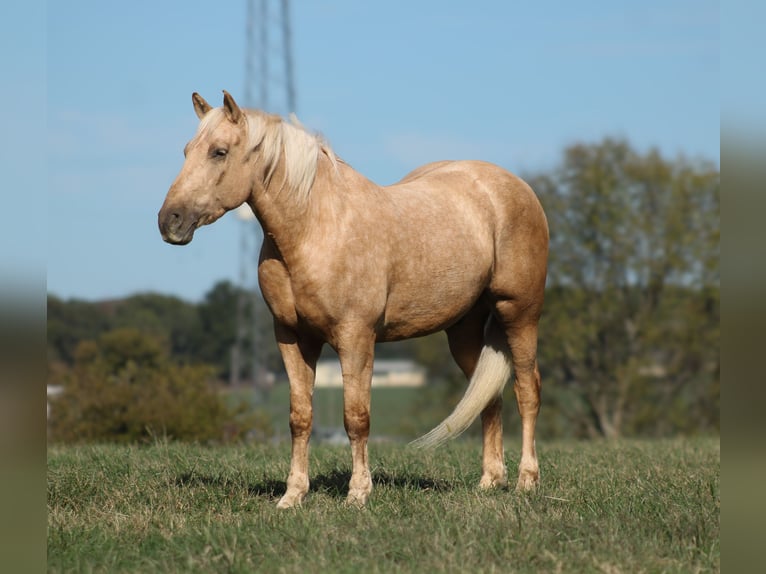 Trekpaard Mix Ruin 7 Jaar 168 cm Palomino in Baxter Springs Trekpaard Mix Ruin 7 Jaar 168 cm Palomino in Baxter Springs