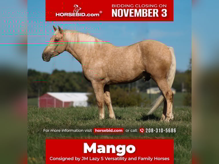 Trekpaard Mix Ruin 7 Jaar 168 cm Palomino in Baxter Springs Trekpaard Mix Ruin 7 Jaar 168 cm Palomino in Baxter Springs