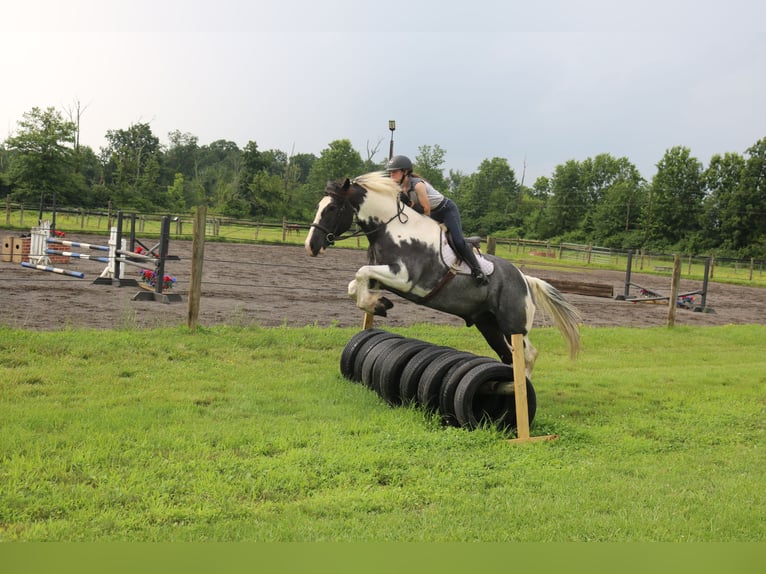 Trekpaard Mix Ruin 7 Jaar 170 cm Gevlekt-paard in Perkasie