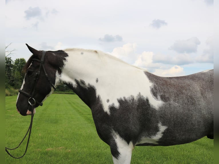 Trekpaard Mix Ruin 7 Jaar 170 cm Gevlekt-paard in Perkasie